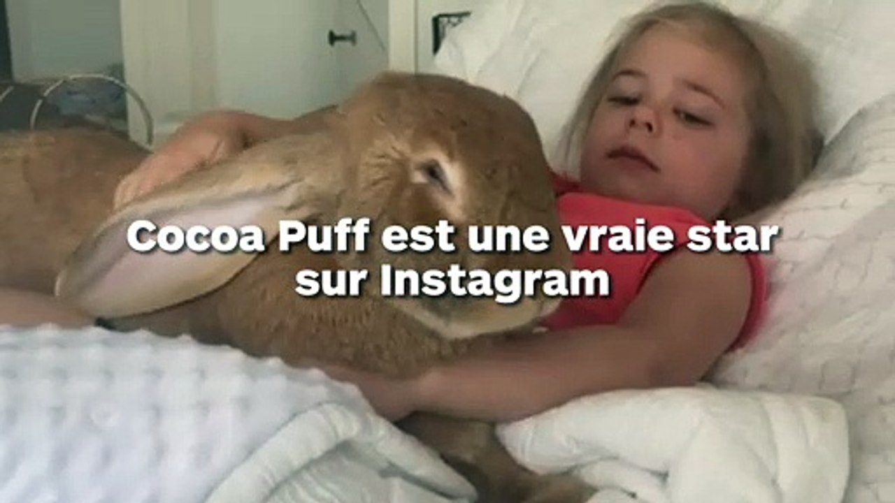 Ce lapin géant est une star sur Instagram tellement il est gros et mignon
