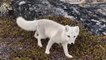 Un renard arctique curieux rend visite à un photographe
