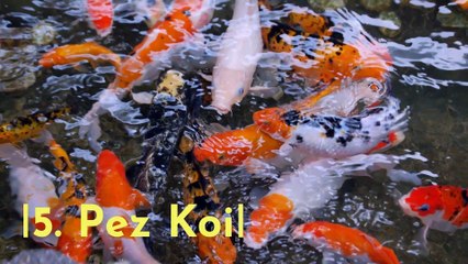 Los 5 animales más longevos del mundo