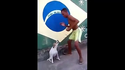 dog dances music electroni  forbidden for the heart you will die of laughter