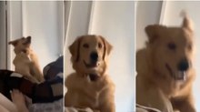 Cão encontra forma hilariante de obrigar os seus donos a saírem da cama pela manhã