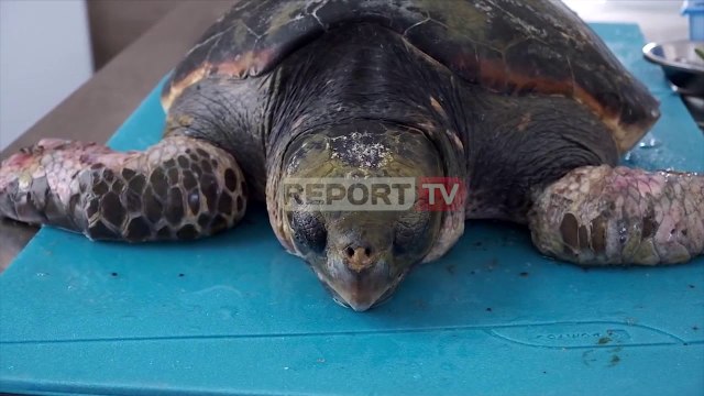 Report TV -Mbetet mister ngrodhja e breshkave të ujit, mbi 10 të gjetura buzë Adriatikut