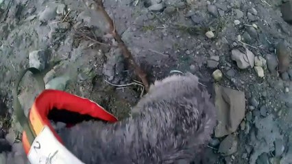 Dog rescued by helicopter after massive landslide sweeps homes into sea in Norway