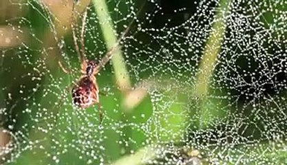 The special properties of spider silk and what science can learn from it
