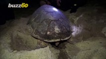 Must-See! Critically Endangered Hawksbill Turtle Lays 80 Eggs on the Beach