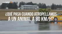 ¿Qué pasa si chocas en coche contra un animal a 80 km/h?