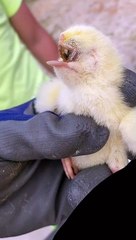 Ce poussin mutant est un cyclope !