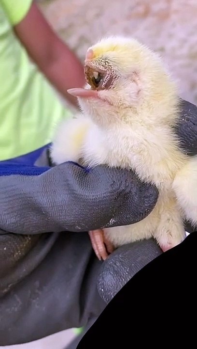 Ce poussin mutant est un cyclope !