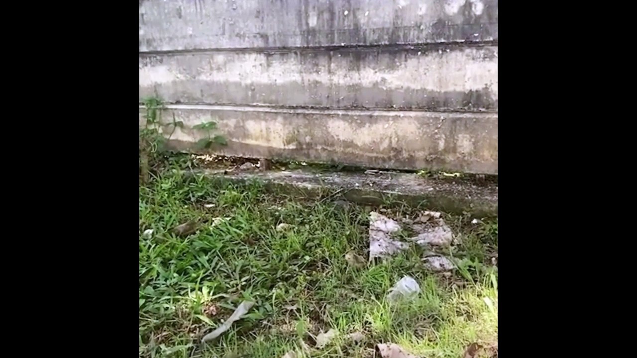 Par où ce chat passe pour s'échapper de son jardin !