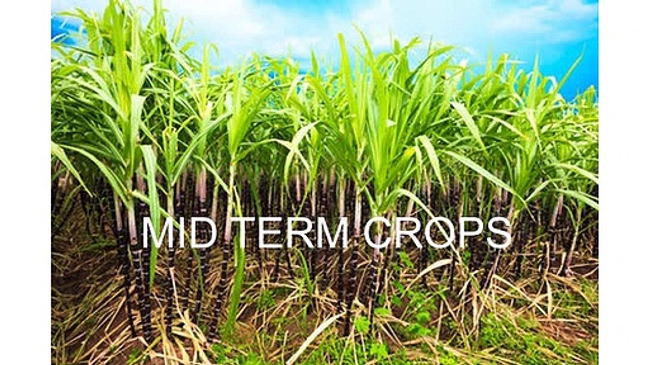How to choose the right combination of crops?_