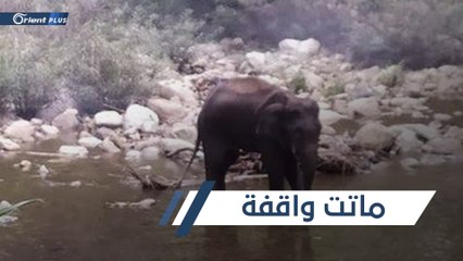 Download Video: وفاة أنثى فيل في الهند.. تتحوّل إلى قضية رأي عام