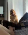 Cão encontra forma hilariante de obrigar os seus donos a saírem da cama pela manhã