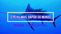 O PEIXE MAIS RÁPIDO DO MUNDO - Agulhão vela