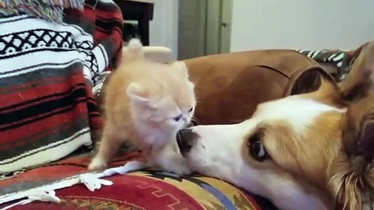 Funny and cute cat 