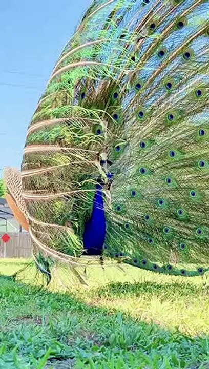 Peacock Dancing with Full Feather Display