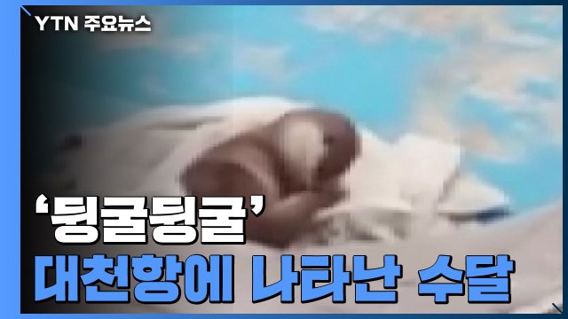 수달이 왜 여기서 나와? ...대천항에 천연기념물 수달 출현 / YTN