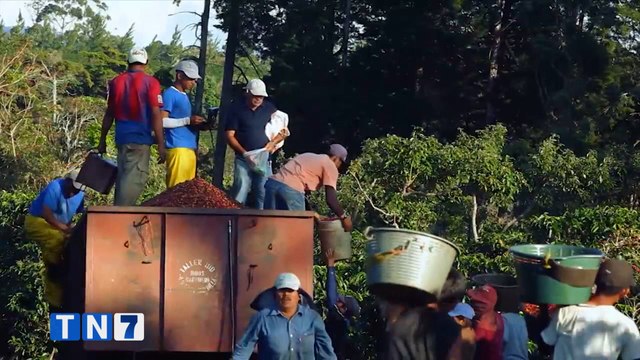 tn7-Recolección de café- una salida al desempleo en el país-050620