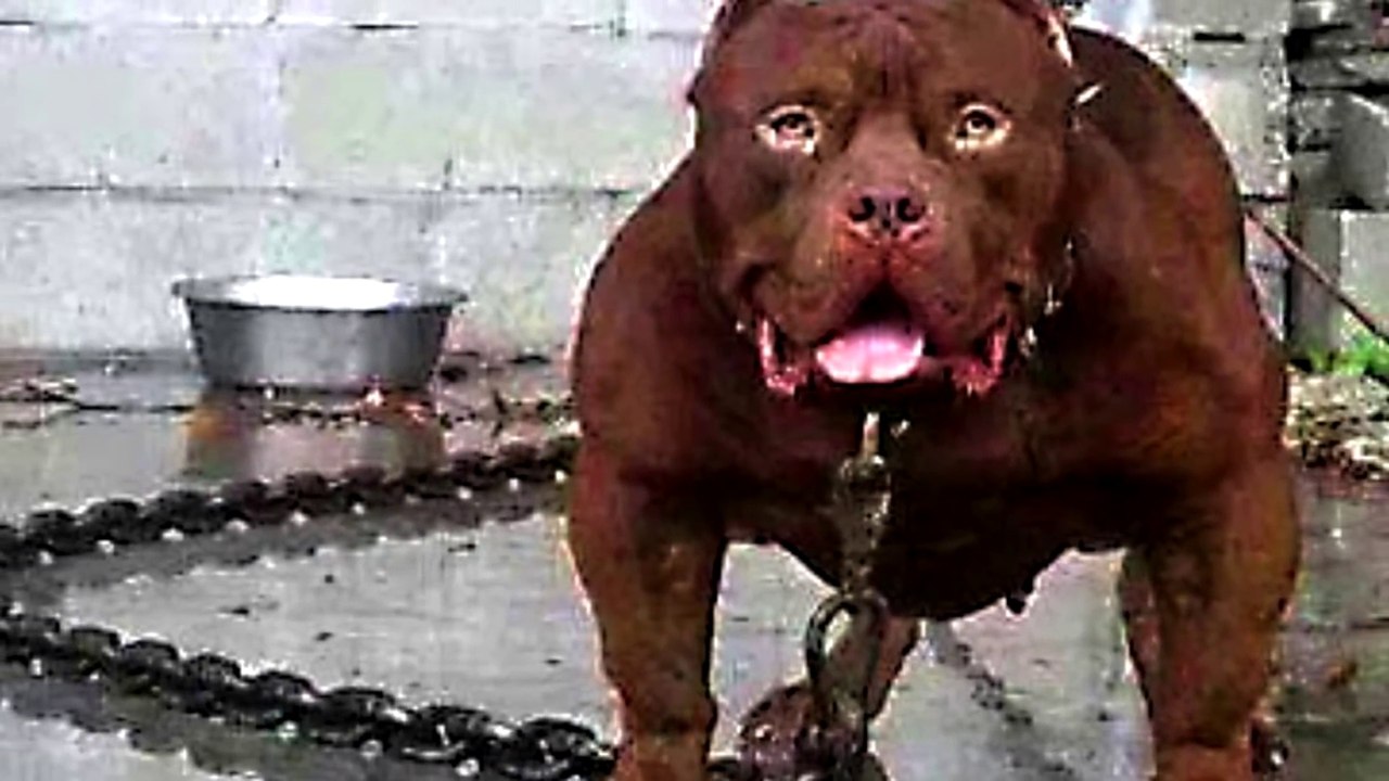 TOP 10 MOST DANGEROUS DOGS IN THE WORLD