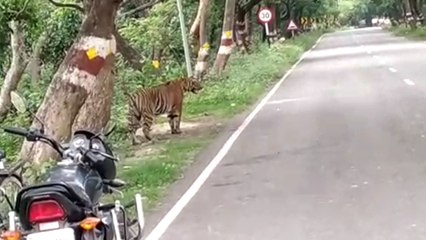भीड़ के बीच घंटों टहलता रहा बाघ, उसे देखकर हाईवे पर लग गया जाम, लोग खींचते रहे फोटो