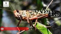 Tiddi Hamla | Locust Attack | Million of Locusts Invade Pakistan & India | Bundles Of Knowledge