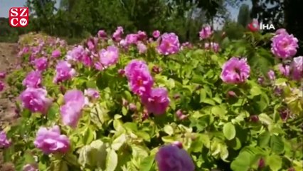 Kilogramı 6 bin eurodan satılan gül yağı üretimi başladı