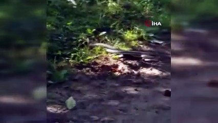 Artvin’de yılanların dansı saniye saniye görüntülendi