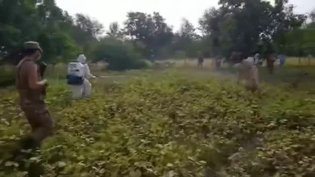 Pakistán moviliza al Ejército para luchar contra la peor plaga de langostas en décadas