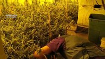 Desmantelan una organización criminal que distribuía marihuana por toda Europa