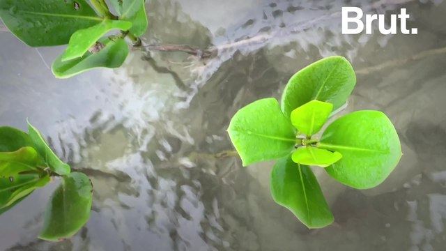 In New Caledonia, this organization is replanting mangroves to protect the coastline