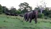 Terrifying moment wild elephants charge screaming tourists in Sri Lanka