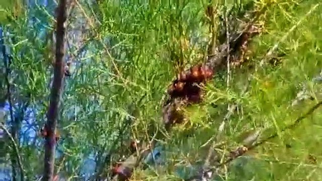 Puglia: lo spettacolo della sciamatura delle coccinelle nelle saline di Margherita di Savoia - video