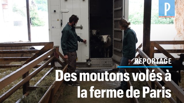 Les moutons volés en pleine nuit à Paris ont été tous retrouvés