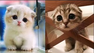 Baby Cats - Cute and Funny Cat Videos Compilation - Cute kitten