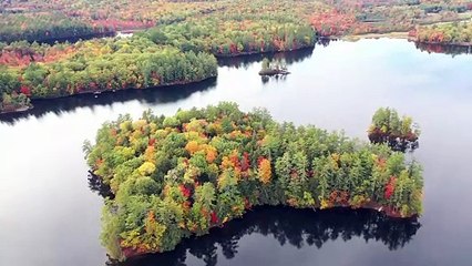 Changing Colors Of The Tree Leaves In Autumn