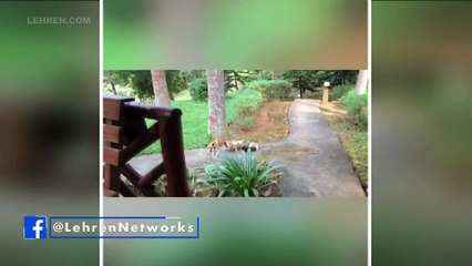 World Environment Day च्या निम्मीत्यावर पूजा सावंतने दिला 'All Lives Matter' हा संदेश