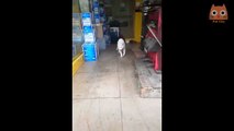 Videos de Risa - Animales - Perros y Gatos Chistosos   CAIDAS Y VIDEOS GRACIOSOS 2020