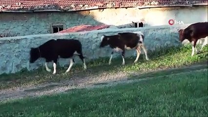 KENELER EVLERE KADAR GİRDİ