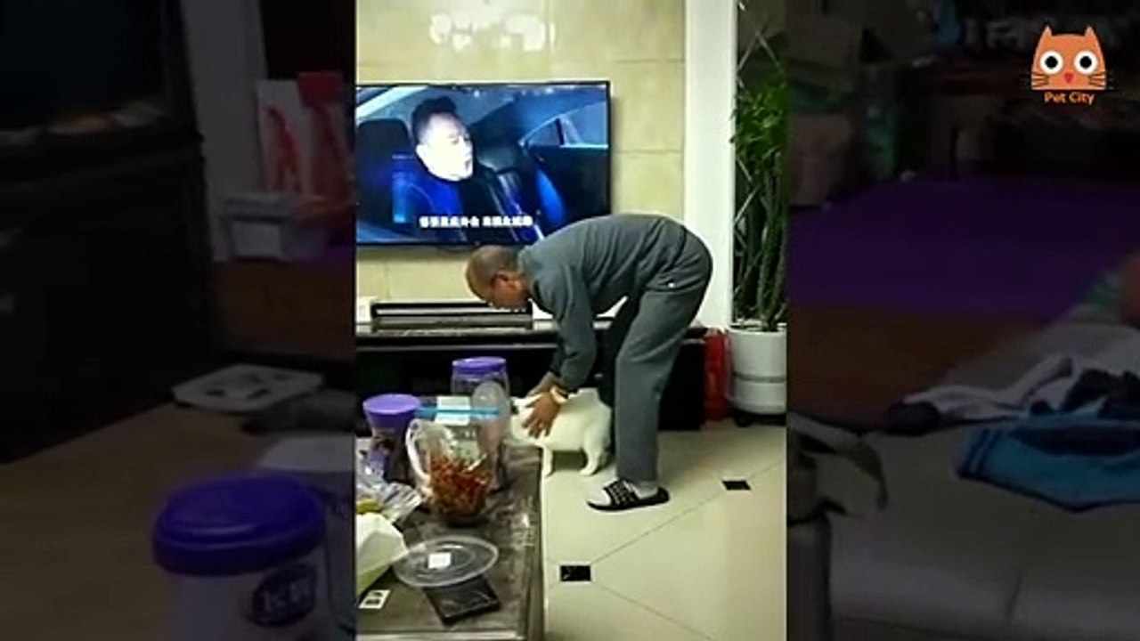 Trate de no reírse - Videos divertidos de gatos y perros #21