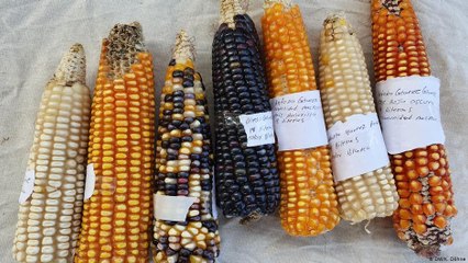 كتاب طهي لوجبات تقليدية مكسيكية