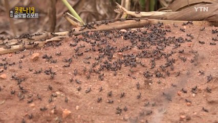 케냐, 코로나19 이어 메뚜기 떼 창궐에 '이중고' / YTN