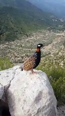 Kala Teetar |black Francolins Voice