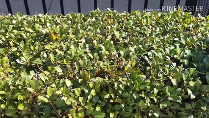 Vlog Video #4 Victoria's Fiona bird song (11-16-2019)