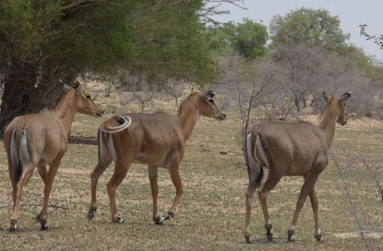 कुनबे सहित दिखे वन्यजीव, मचान व पेड़ के नीचे बैठकर की गणना