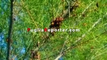 Puglia: lo spettacolo della sciamatura delle coccinelle nelle saline di Margherita di Savoia - video