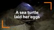Critically endangered turtle lays eggs on Thai beach