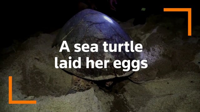 Critically endangered turtle lays eggs on Thai beach