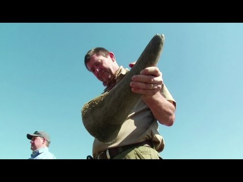 South Africa dehorns rhinos to prevent poaching