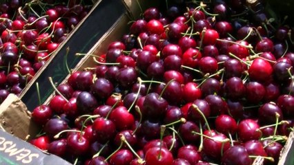 Kiraz hasadı başladı - SAMSUN