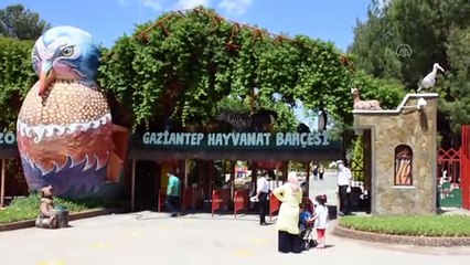 Ağrı'da yakalanan 4 yavru maymun koruma altına alındı - GAZİANTEP