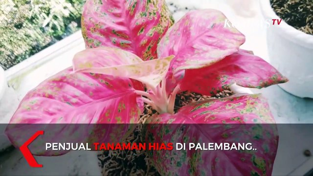 Aglonema Tanaman Hias Yang Sedang di Buru
